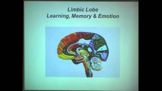 The Neuroscience of Learning and Memory [upl. by Irina]