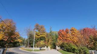 Autumn leaves in Canada 🇨🇦 [upl. by Nairolf]