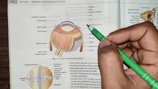 Eyeball anatomy  Ophthalmalogy  basic introduction  Ak khurrana [upl. by Yanel]