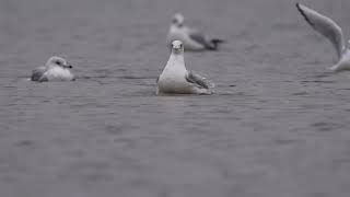 Ringbilled Gull and Bonapartes Gull 9800 [upl. by See226]