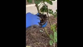 🌹🌹Great method to propagate ROSE Plant from cutting rose gardening shorts [upl. by Hannover]