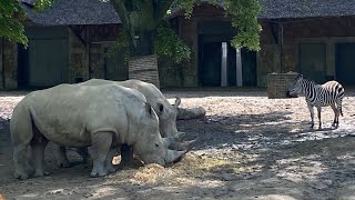 Zoo Antwerpen Belgium 2024 🇧🇪 [upl. by Gerek152]