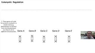 Prokaryotic vs Eukaryotic Gene Regulation [upl. by Caressa510]