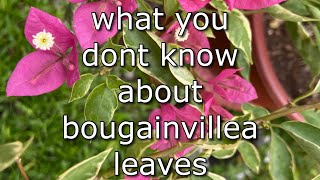 things you dont know about bougainvillea leaves [upl. by Steffi]