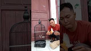 UNBOXING BURUNG KENARI MERLOK hobiburung burungkenari kenarimerlok kenarigacor shorts [upl. by Nyloj669]