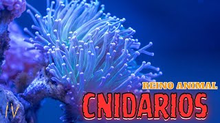 REINO ANIMAL  CNIDARIOS [upl. by Julienne]