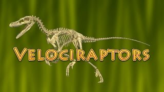 10 Facts About Velociraptor Dinosaurs for Kids  raptor [upl. by Mannie]