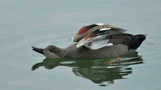 Gadwall duck sound call and pictures volcanoofbeauty5481 [upl. by Remington61]