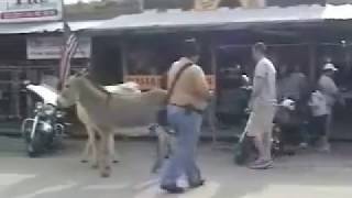 5 Video  The town of Oatman Arizona [upl. by Eirameinna970]