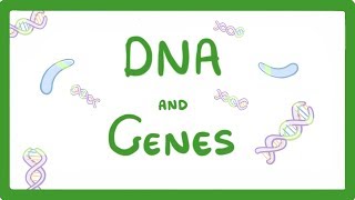 GCSE Biology  DNA Part 1  Genes and the Genome 63 [upl. by Christal]