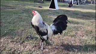 Clemmons Grey Gamefowl by Thundervalley Gamefarm Pollo Linea Clemmons [upl. by Em]