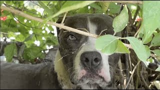 Pup found with wire wrapped around neck  Stray Rescue of StLouis [upl. by Dolph526]