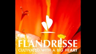 Flandresse Clivia Strong Selection [upl. by Born]