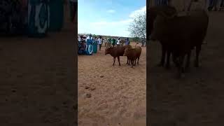 Herero wedding very interesting [upl. by Zaob82]