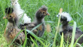 Its Raining Hens My Beautiful Chickens [upl. by Nawrocki]