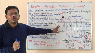 Receptor Pharmacology Part 03  G Protein Coupled Receptor  Pharmacology of GProtein Receptors [upl. by Fara]