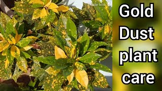 Gold dust plant care propogation and complete info  Aucuba japonica  spotted laurel  house plants [upl. by Hiro]