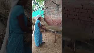 Balma Kala Na jaane wali re umriya ke bhojpuri dance 🛺🛺🛺🛺👈 [upl. by Nilyad]