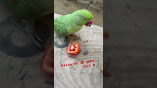 funny bhavi viralmusic enjoy love mithhu animalphotos  cute petsparrotvideo parrot love [upl. by Eckmann]