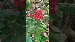 Pentas lanceolata Star flowerEgyptian star cluster flower garden ornamental shorts [upl. by Kwapong74]