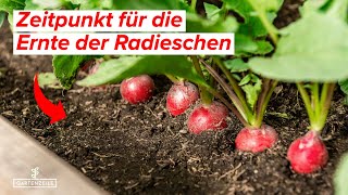 Wann sind Radieschen reif  Der perfekte Zeitpunkt für die Ernte deiner Radieschen [upl. by Jillayne131]