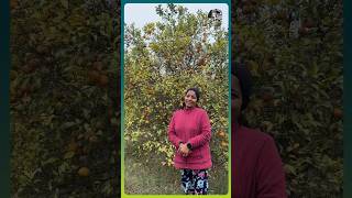 Kinnow orange farm in Rajasthan ❤️🍊🍊jelajaratheesh puthettutravelvlog ladytruckdriver orange [upl. by Jaeger702]