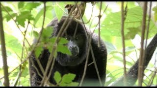 Monos congo Capítulo 10º Costa Rica [upl. by Neoma]