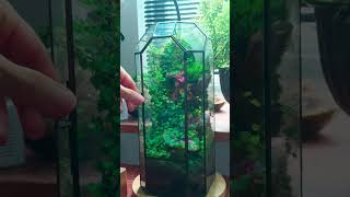 Different ways to water moss terrarium indoorgarden terrariums mossterrarium [upl. by Namajneb]