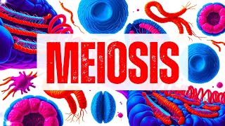 Meiosis  The Miracle of Cell Division  Genetics [upl. by Rufena25]