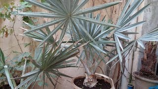 Bismarck Palm Care  How To Grow Bismarckia Nobilis  Bismarckia Palm Varieties [upl. by Swiercz815]