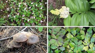 Microclimatic buffering in forests of the future the role of local water balance [upl. by Orran]