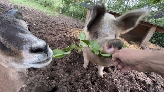 Männerfreundschaft zwischen Schwein und Mufflon￼ [upl. by Mctyre]