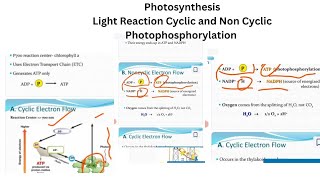 Photosynthesis l Light Reaction lCyclic and Non cyclic Photophosphorylation ‎botanysolution4054 [upl. by Annaehr]