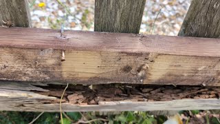 Fence repair Vs fence replacement DIY wonkeyjase free woodworking foryou [upl. by Eirrok]