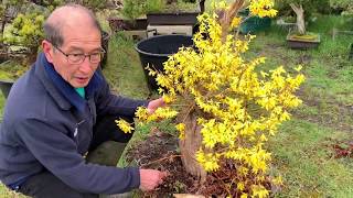 Making Forsythia Bonsai [upl. by Whale]