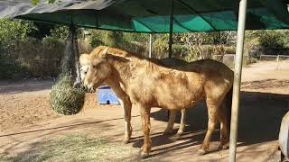 Timor Ponies 1 Crocodylus Park Darwin Australia 27 June 2020 [upl. by Ediva]