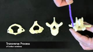 Vertebrae Overview [upl. by Siloum]