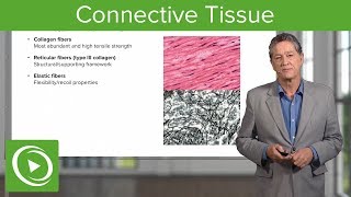 Connective Tissue – Histology  Lecturio [upl. by Joelle]