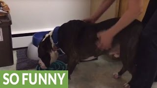 Pit Bull torn between eating and back scratches [upl. by Lewan]