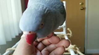 Indian Ringneck parrot talking [upl. by Jaynell]