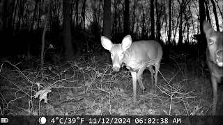 backyard morning doe trail camera [upl. by Ahseenyt]