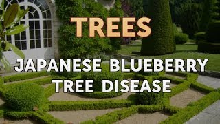 Japanese Blueberry Tree Disease [upl. by Tally175]