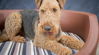 Hamish  Airedale Terrier  4 Weeks Residential Dog Training [upl. by Llerrac]