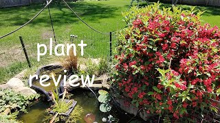 plant review weigela [upl. by Hailey]