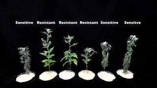 Glyphosate SOA 9 Sensitive vs Resistant Common Ragweed 1 [upl. by Chrisoula]