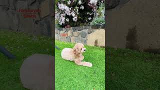 Puppy love savero ka mere tu suraj lage tu mera koi na hoke bhi kuch lage puppy song shorts [upl. by Fortunia]