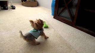 Zola the Tiny Yorkie Puppy Barks at Commercial on TV [upl. by Nairrod]