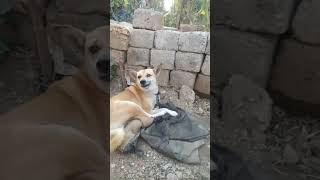 Dog barking angry youtubeshort viral [upl. by Ecarg217]