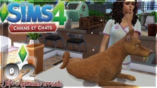 ANIMAUX MALADES 02 Défi animaux errants Sims 4 Chiens amp Chats [upl. by Bloom]