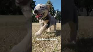 These cute Australian cattle dogs puppies running ❤️ blueheelers queenslandheeler [upl. by Aneloj729]